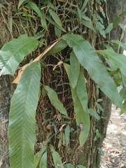 Pyrrosia stigmosa