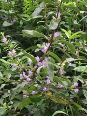 Hygrophila pogonocalyx