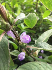 Hygrophila pogonocalyx