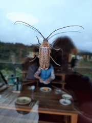 Prionoplus reticularis