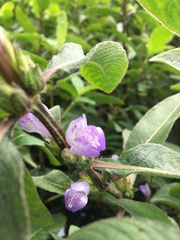 Hygrophila pogonocalyx