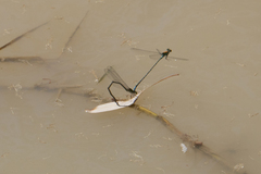 Pseudagrion aureofrons