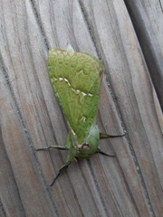 Aenetus virescens