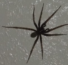 Agelenidae