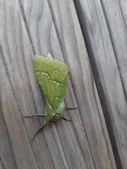 Aenetus virescens