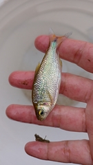Eretmobrycon brevirostris