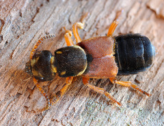 Staphylinus dimidiaticornis