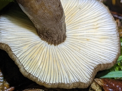 Lactarius fallax