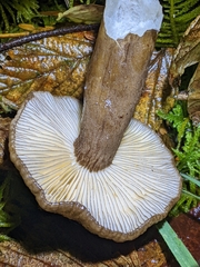 Lactarius fallax