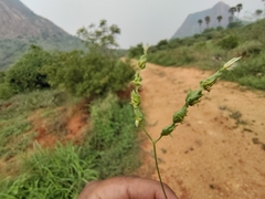Eragrostis capensis