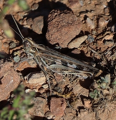 Chortoicetes terminifera