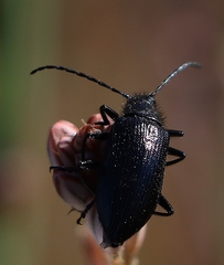 Alleculina
