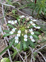 Stylidium rhynchocarpum