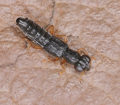 Stenus flavipes