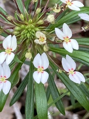 Stylidium rhynchocarpum