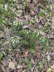 Stylidium rhynchocarpum