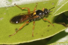 Degithina sollicitoria