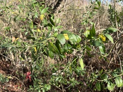 Baccharis halimifolia
