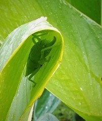 Belocephalus