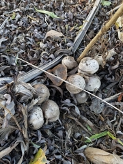 Coprinopsis romagnesiana