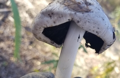 Coprinopsis romagnesiana