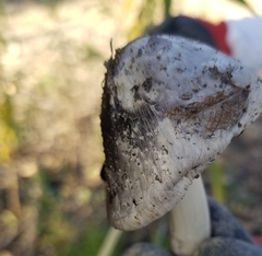 Coprinopsis romagnesiana