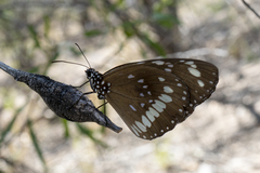 Euploea core corinna