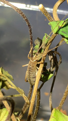 Hemideina crassidens