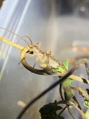 Hemideina crassidens