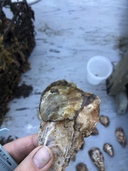 Ostrea lurida