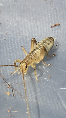 Hemideina crassidens