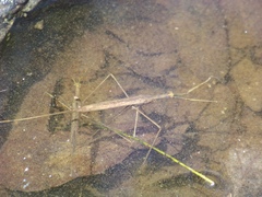 Ranatra quadridentata