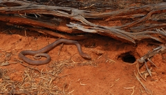 Pseudechis australis
