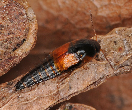 Tachyporus hypnorum