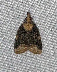 Platynota exasperatana