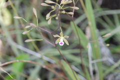 Encyclia tampensis