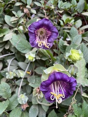 Cobaea scandens