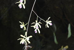 Encyclia tampensis