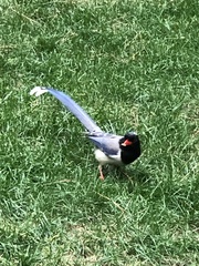 Urocissa erythroryncha