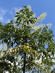 Aralia bipinnata