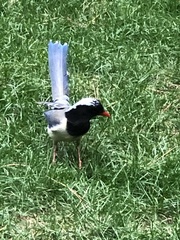 Urocissa erythroryncha