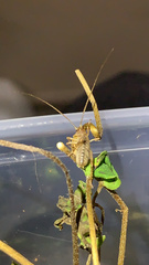 Hemideina crassidens