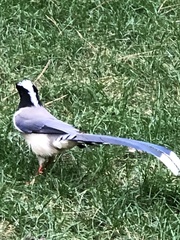 Urocissa erythroryncha