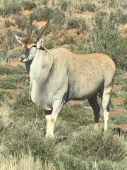 Tragelaphus oryx oryx