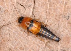 Tachyporus chrysomelinus