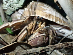 Coenobita brevimanus