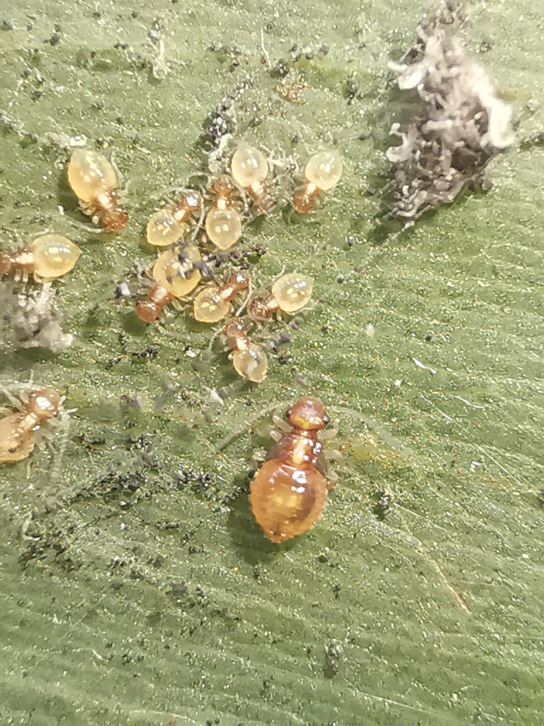 Barklice, Booklice, and Parasitic Lice from Agri Bio Building, Bundoora