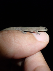 Hemidactylus frenatus