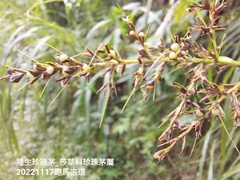 Scleria terrestris