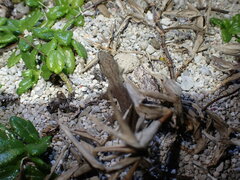 Hemidactylus frenatus